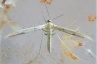 Hellinsia coniodactyla