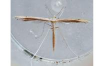 Stenoptilia