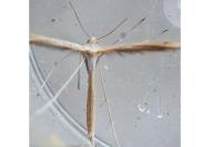 Stenoptilia