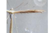 Stenoptilia