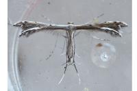 Gypsochares bigoti