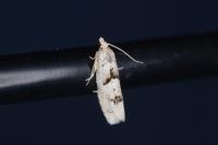 Epinotia bilunana
