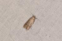 Platyedra subcinerea