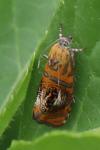 Olethreutes arcuella