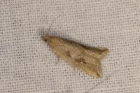 Bactra lancealana
