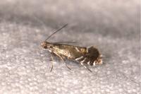 Glyphipterix simpliciella