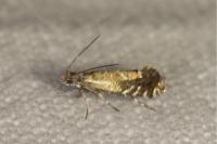Glyphipterix simpliciella