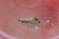 Glyphipterix thrasonella