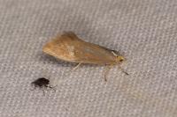Crassa tinctella