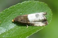 Notocelia cynosbatella