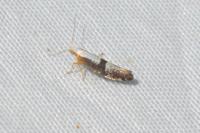 Argyresthia spinosella