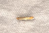 Phyllonorycter