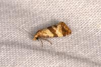 Phalonidia contractana