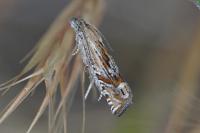 Eucosma aspidiscana