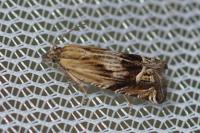 Eucosma aspidiscana