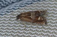 Eucosma aspidiscana