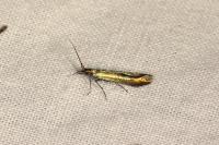 Coleophora trifolii