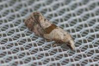 Cochylidia implicitana