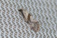 Cochylidia implicitana