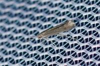 Tinagma ocnerostomella