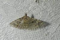 Alucita hexadactyla