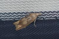 Eucosma conterminana