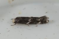 Elachista stabilella