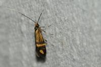 Nemophora ochsenheimerella