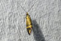 Nemophora ochsenheimerella