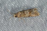Lobesia indusiana