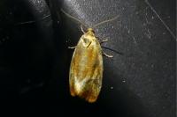 Eulia ministrana