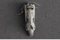 Parahypopta caestrum