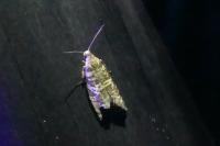 Epinotia tedella