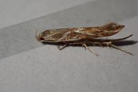 Pyroderces argyrogrammos