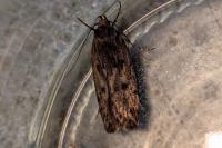 Hofmannophila pseudospretella