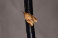 Clepsis consimilana