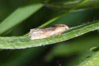 Eucosma