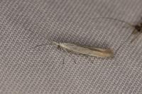 Coleophora