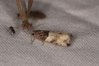 Gypsonoma aceriana
