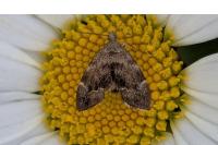 Anthophila fabriciana