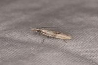 Pleurota