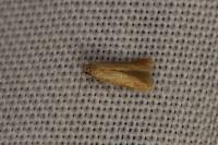Tischeria