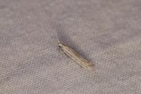 Coleophora