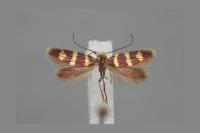 Micropterix trifasciella