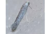 Tinagma ocnerostomella