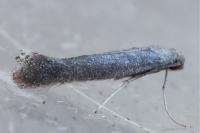 Tinagma ocnerostomella