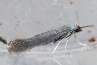 Tinagma ocnerostomella