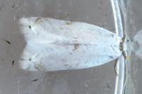 Pseudopostega crepusculella
