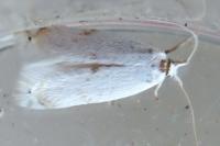 Pseudopostega crepusculella