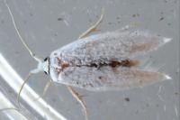 Pseudopostega chalcopepla